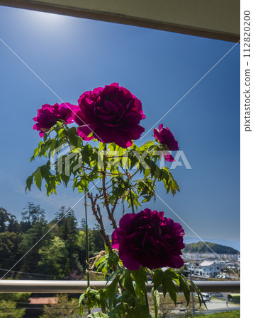 Peony in full bloom 112820200