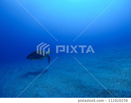 Return of the loggerhead sea turtle 112820256