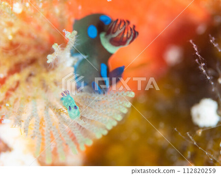 The gorgeous world of sea slugs 112820259