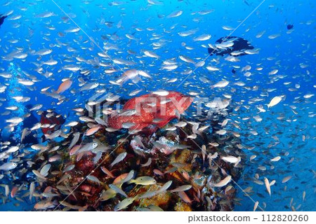 零式戰鬥機的守護者 零式戰鬥機的守護者 112820260