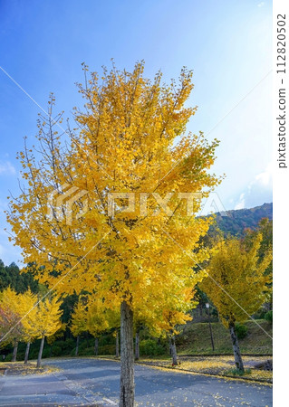 Beautifully colored ginkgo biloba looking up against the blue sky 112820502