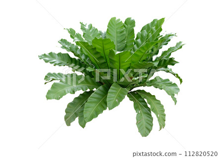 Birds Nest Fern or Asplenium nidus is one of the several popular 112820520