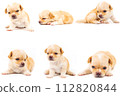 Chihuahua puppy, longhaired on white backgroud, close-up. 112820844