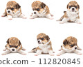 Chihuahua puppy, longhaired on white backgroud, close-up. 112820845