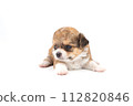 Chihuahua puppy, longhaired on white backgroud, close-up. 112820846
