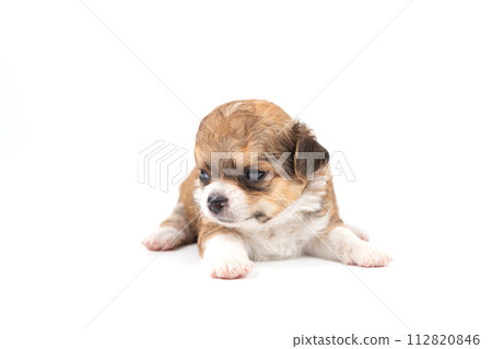 Chihuahua puppy, longhaired on white backgroud, close-up. Chihuahua puppy, longhaired on white backgroud, close-up. 112820846