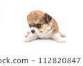 Chihuahua puppy, longhaired on white backgroud, close-up. 112820847