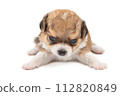 Chihuahua puppy, longhaired on white backgroud, close-up. 112820849