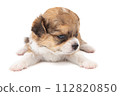 Chihuahua puppy, longhaired on white backgroud, close-up. 112820850
