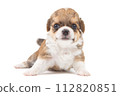 Chihuahua puppy, longhaired on white backgroud, close-up. 112820851