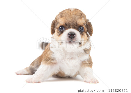 Chihuahua puppy, longhaired on white backgroud, close-up. Chihuahua puppy, longhaired on white backgroud, close-up. 112820851