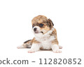 Chihuahua puppy, longhaired on white backgroud, close-up. 112820852