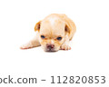 Chihuahua puppy, longhaired on white backgroud, close-up. 112820853