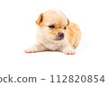 Chihuahua puppy, longhaired on white backgroud, close-up. 112820854