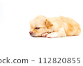 Chihuahua puppy, longhaired on white backgroud, close-up. 112820855
