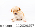 Chihuahua puppy, longhaired on white backgroud, close-up. 112820857
