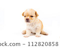 Chihuahua puppy, longhaired on white backgroud, close-up. 112820858