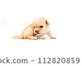 Chihuahua puppy, longhaired on white backgroud, close-up. 112820859