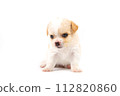 Chihuahua puppy, longhaired on white backgroud, close-up. 112820860