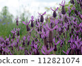 French lavender Stoekas line Avonview (Abonview) variety 112821074