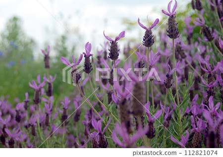 French lavender Stoekas line Avonview (Abonview) variety French lavender Stoekas line Avonview (Abonview) variety 112821074