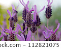 French lavender Stoekas line Avonview (Abonview) variety 112821075