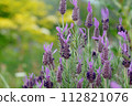 French lavender Stoekas line Avonview (Abonview) variety 112821076