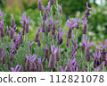 French lavender Stoekas line Avonview (Abonview) variety 112821078