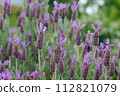 French lavender Stoekas line Avonview (Abonview) variety 112821079