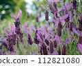 French lavender Stoekas line Avonview (Abonview) variety 112821080