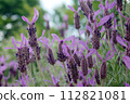 French lavender Stoekas line Avonview (Abonview) variety 112821081