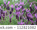 French lavender Stoekas line Avonview (Abonview) variety 112821082