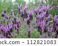 French lavender Stoekas line Avonview (Abonview) variety 112821083