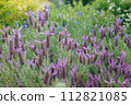 French lavender Stoekas line Avonview (Abonview) variety 112821085