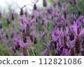 French lavender Stoekas line Avonview (Abonview) variety 112821086