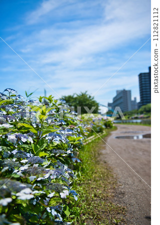 舊中川水邊公園周圍的雨後繡球花景色 112821112