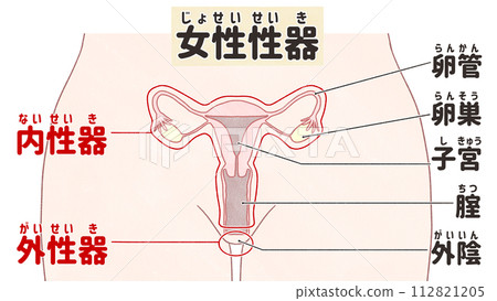 Structure and names of female reproductive organs: Easy-to-understand Japanese illustrations 112821205