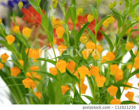 cut flower sandersonia 112821230