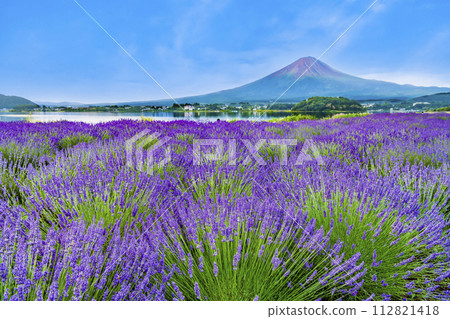 Mt.Fuji and Lavender ~Kawaguchiko Oishi Park~ Mt.Fuji and Lavender ~Kawaguchiko Oishi Park~ 112821418