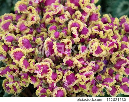 Potted cyclamen 112821580