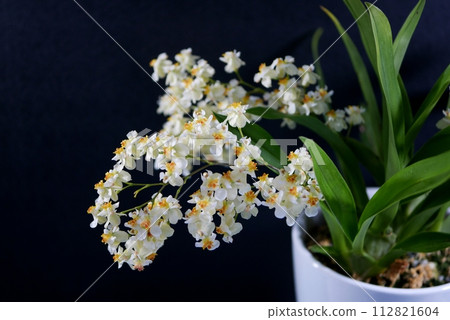 Oncidium 20240207 Oncidium 20240207 112821604
