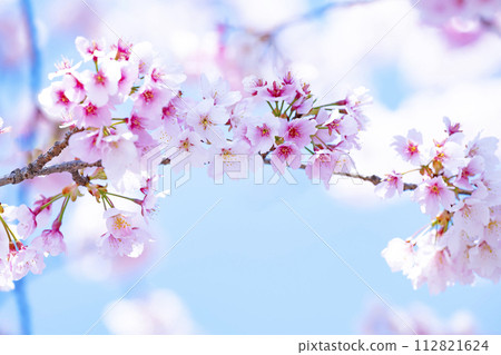 Cherry blossoms in blue sky back 112821624