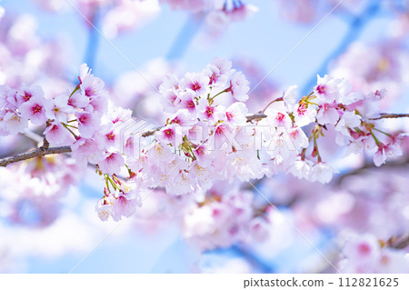 Cherry blossoms in blue sky back Cherry blossoms in blue sky back 112821625