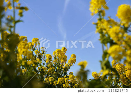 Spring sky and clouds with rape blossoms in the frame 112821745