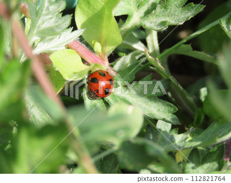 Nanafoshi ladybird perched on a leaf on the ground 112821764