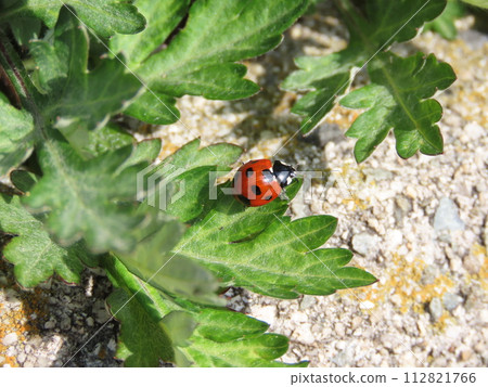 Nanafoshi ladybird perched on a leaf on the ground 112821766
