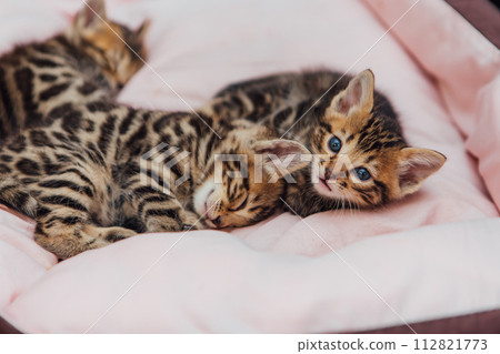 Close-up little bengal kittens on the cat's pillow Close-up little bengal kittens on the cat's pillow 112821773