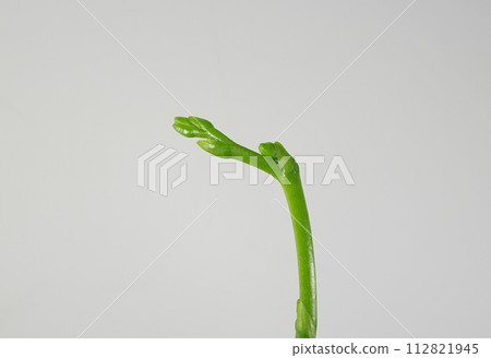 Phalaenopsis flower buds 20240201 112821945