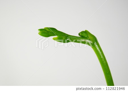 蝴蝶蘭花蕾 20240202 112821946