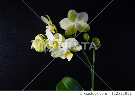 蝴蝶蘭花蕾 20240201 蝴蝶蘭花蕾 20240201 112821991